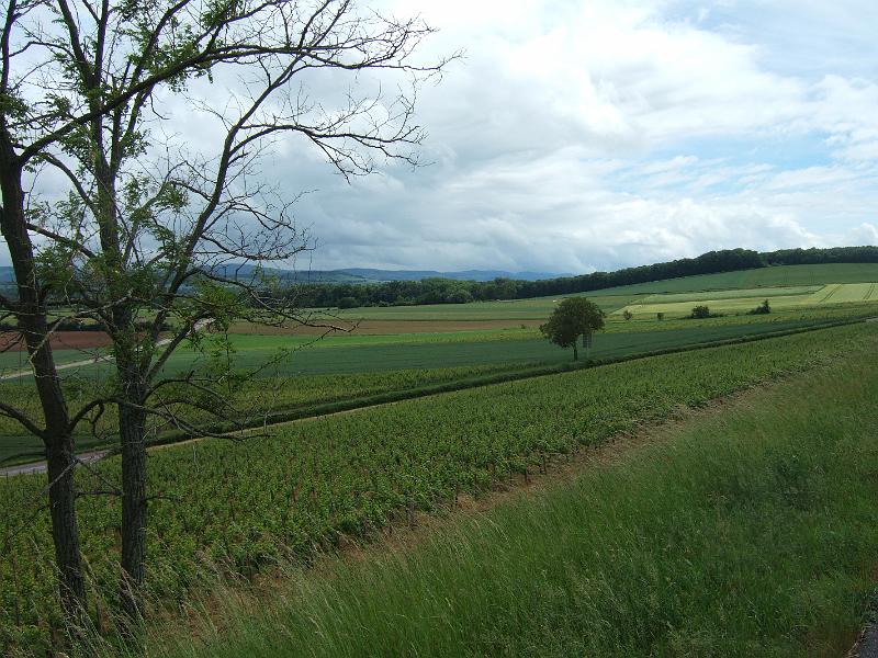 2010-05- (91).JPG - Zu beiden Seiten Weinberge ...